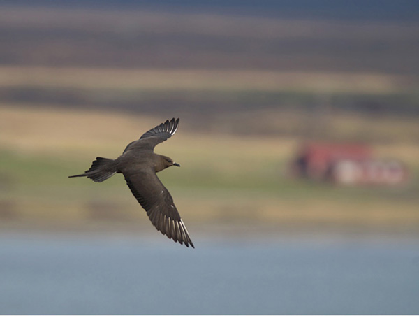 Merikihu, Parasitic Jaeger, Stercorarius parasiticus